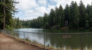 Wide view of the Bohemian Grove lake and owl statue seen from outside the Grove, redwoods framing the scene.