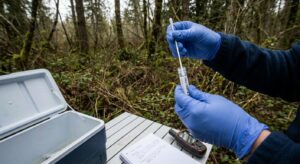 Gloved hands inserting a sterile swab into a sealed tube in a forest field‑sampling context.