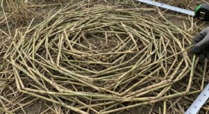 Close-up of flattened cereal stalks showing bent nodes and seed heads in a circular area.